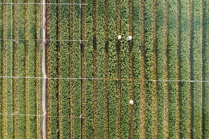 Nông dân làng hoa lớn nhất Thanh Hóa tất bật chăm vụ Tết